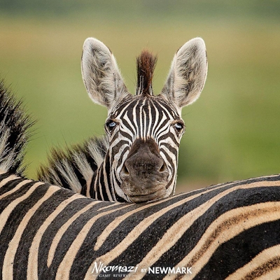 Nkomazi Game Reserve Zebra