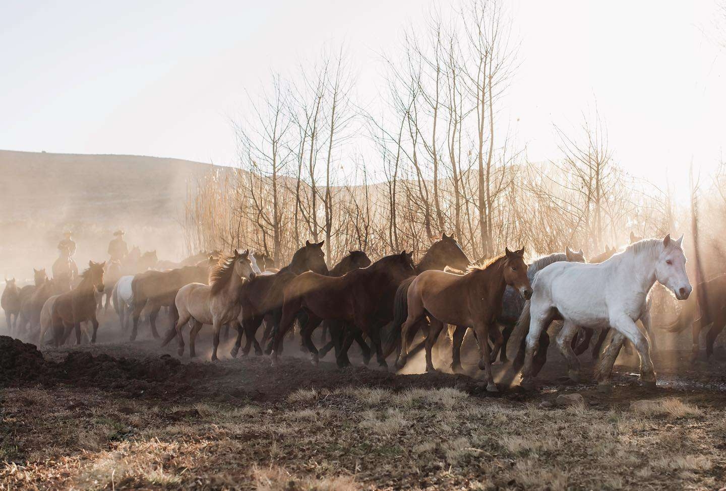 Moolmanshoek Private Game Reserve Horses