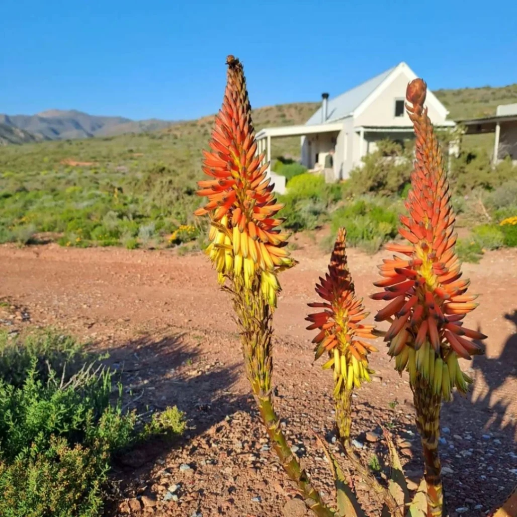 Tanagra Wine and Guestfarm Aloes