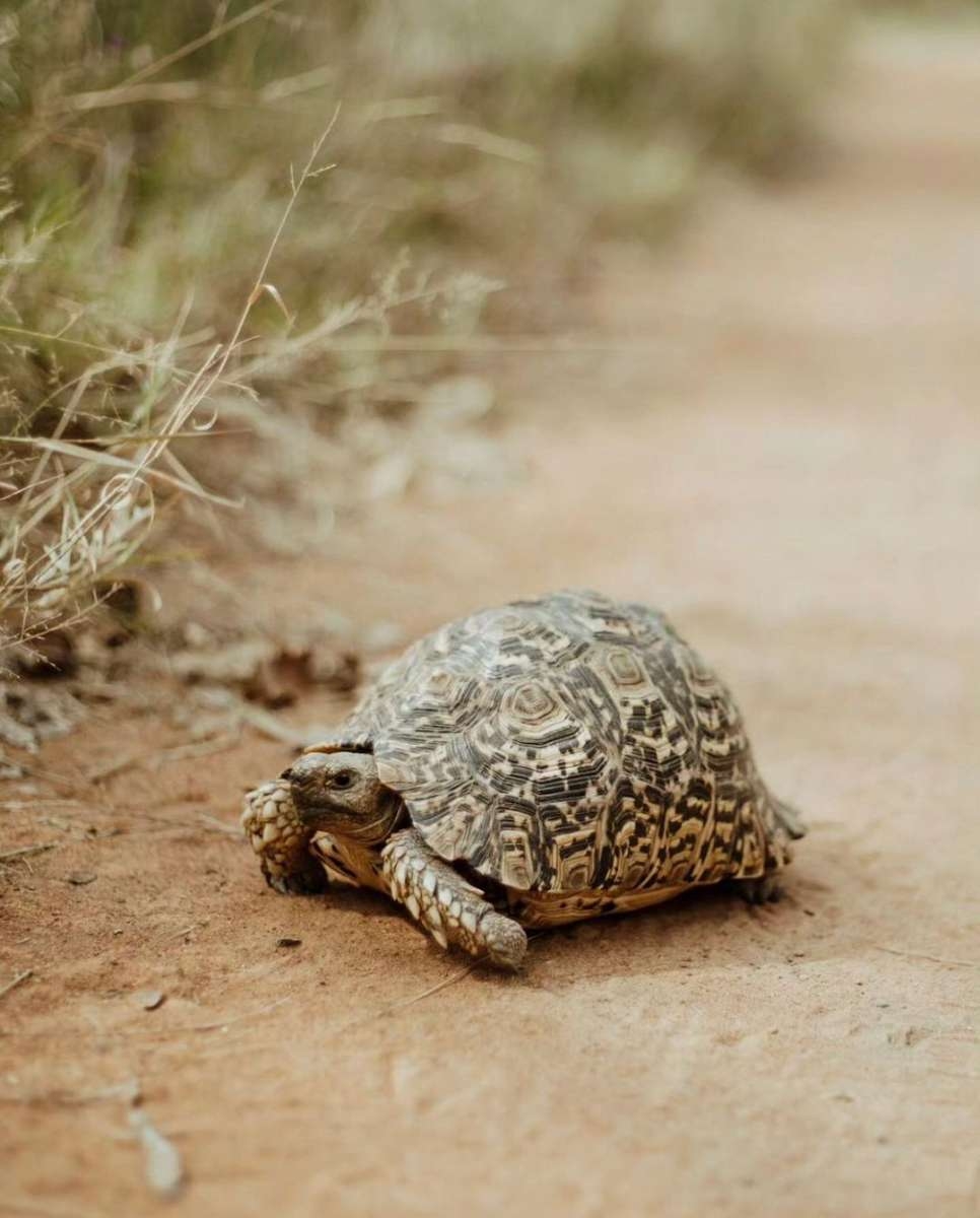  The Leadwood Safari Company Tortoise