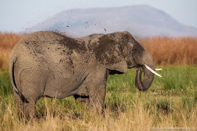 Cheetah Ridge Elephant