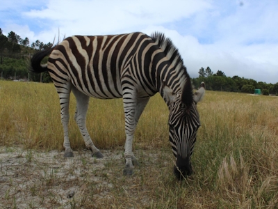 Otium Oasis Zebra