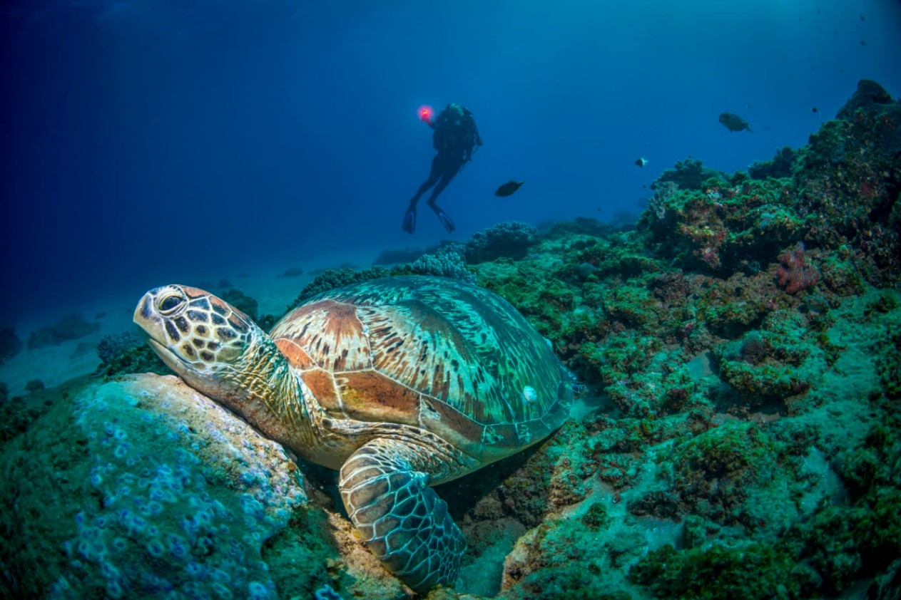 White Pearl Resorts Sea Turtle