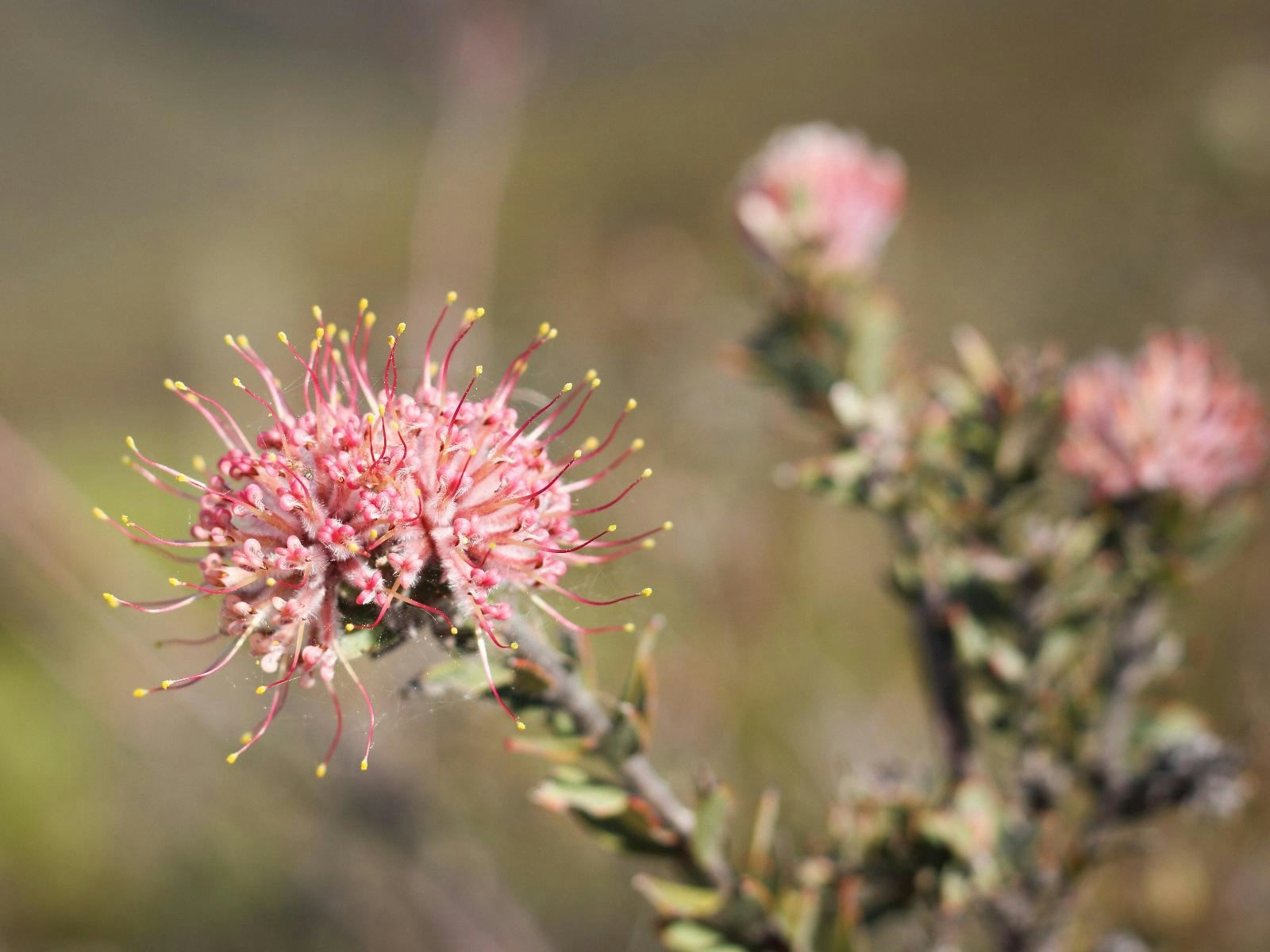 Starry Starry Night Fynbos