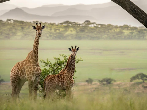 Sasi Bush Lodge Wildlife