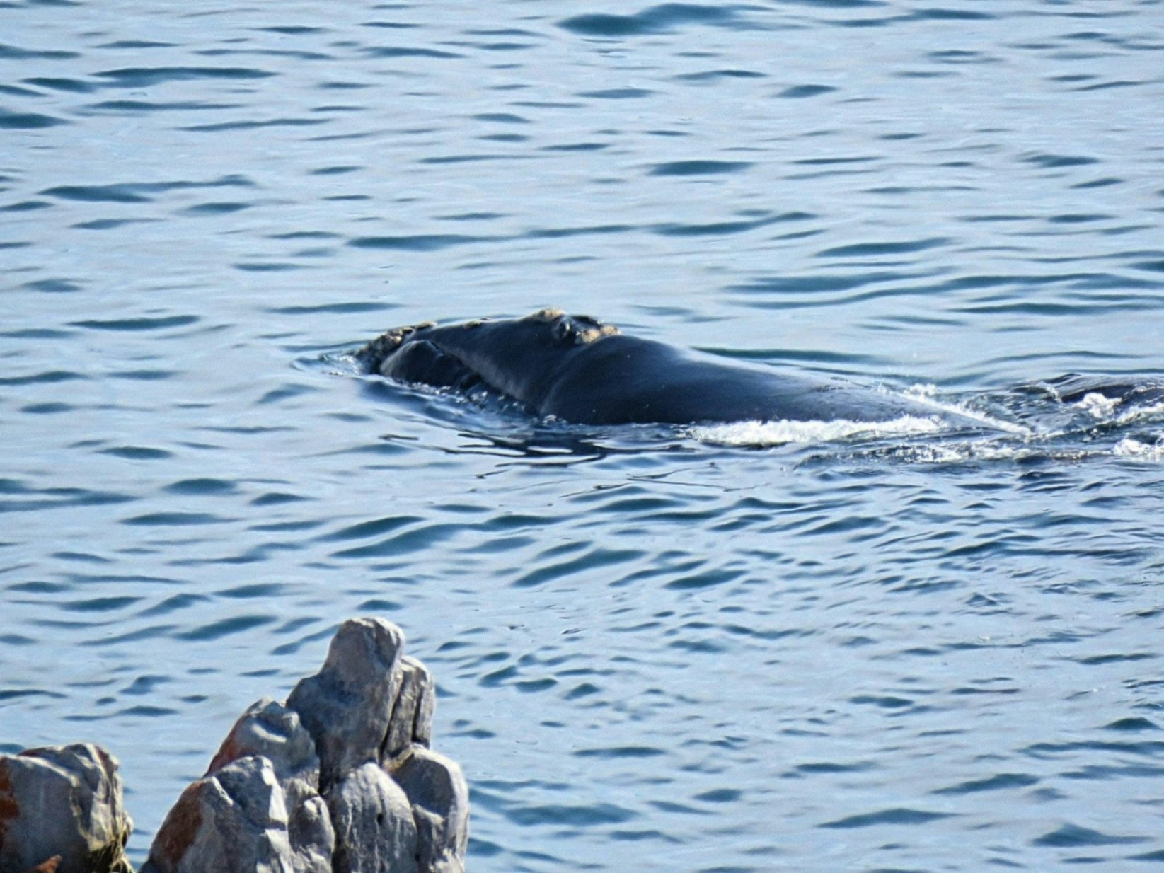 Whale watching activity at Fairhill Guest House and Nature Reserve