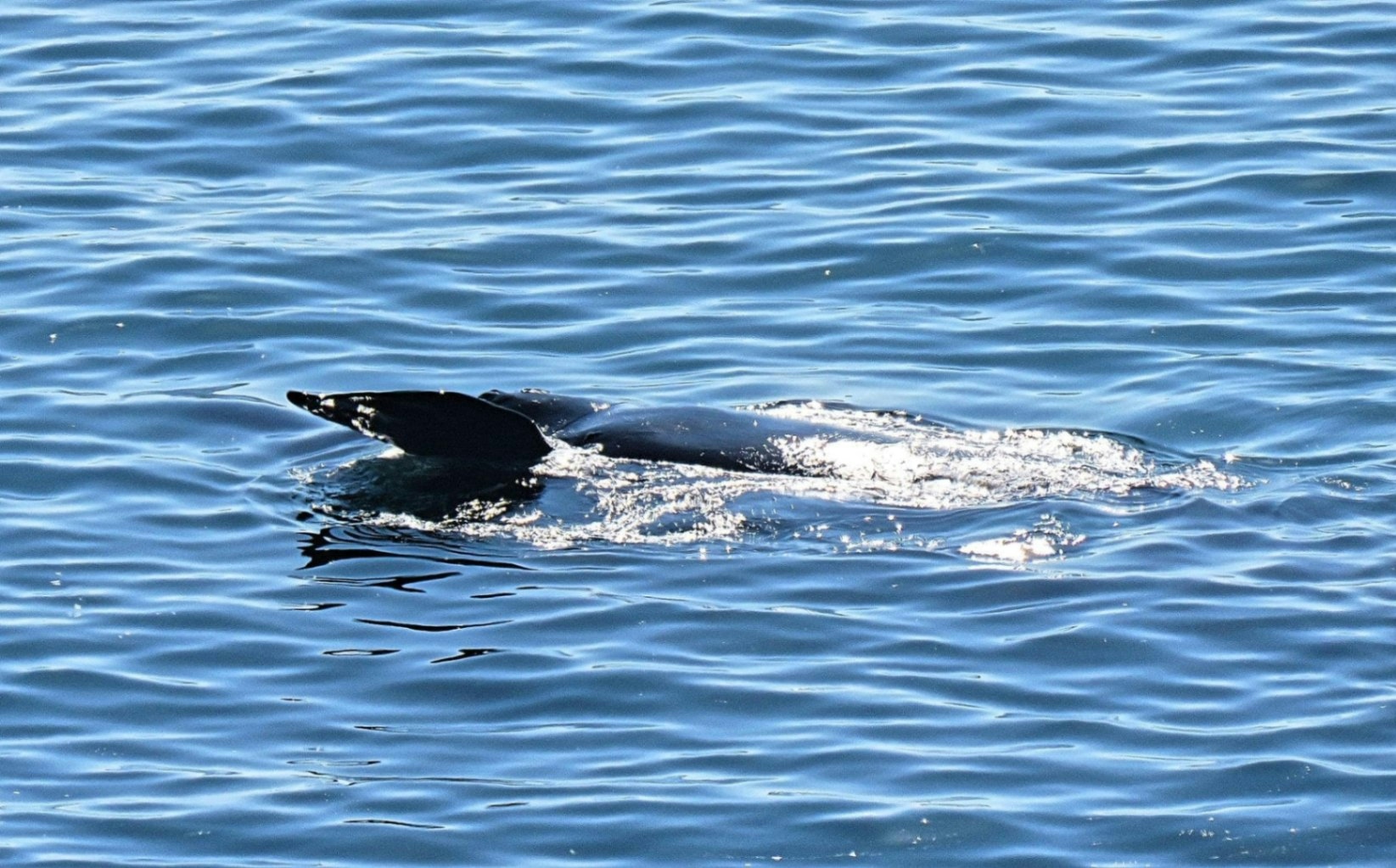 Whale watching Fairhill Guest house