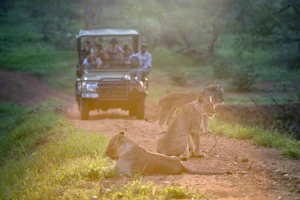 Chacma Bush Camp