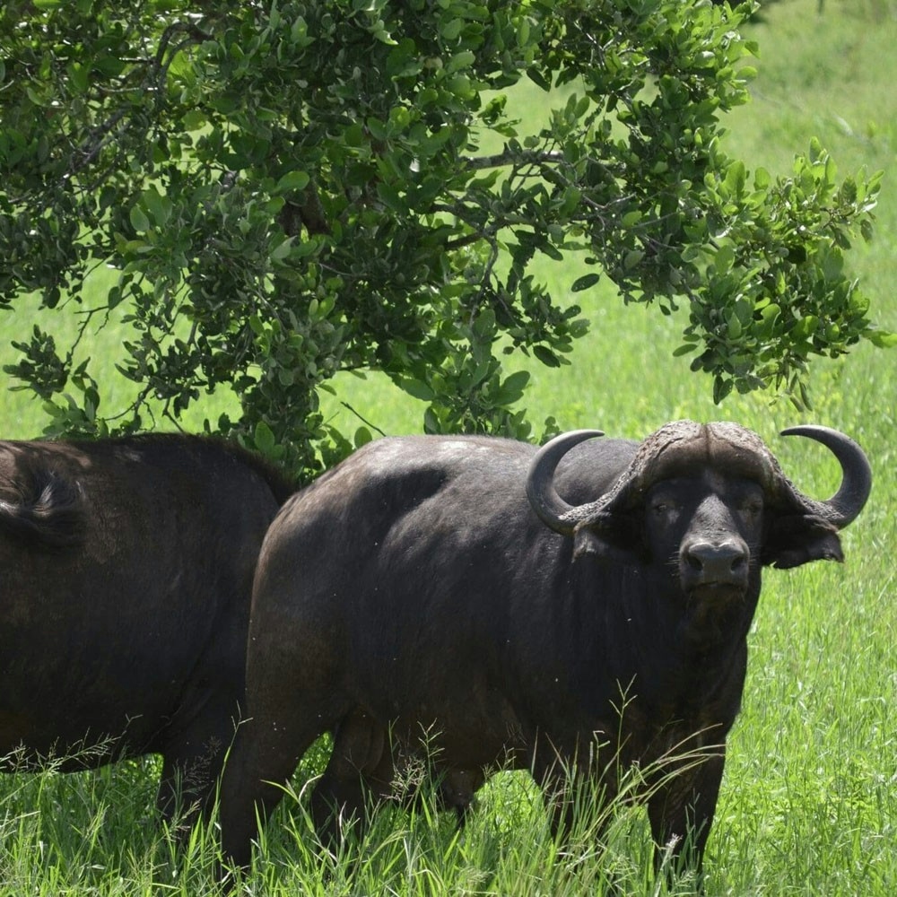 The Orpen Buffalo