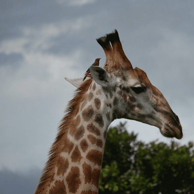 The Orpen Giraffe