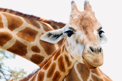 A giraffe spotted on a game drive in the Plett Game Reserve, Western Cape, South Africa