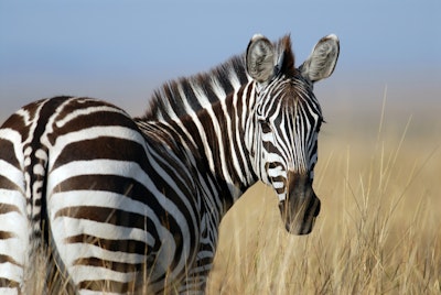 Game viewing activity with Belle Balance Bush Lodge