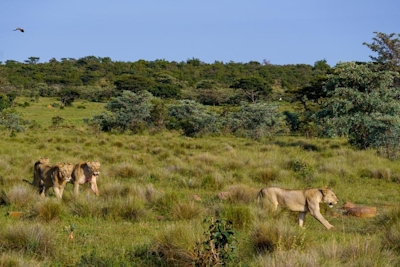 Elephants Crossing Lions