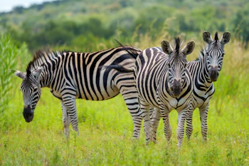 Zebras Crossing Plains Game