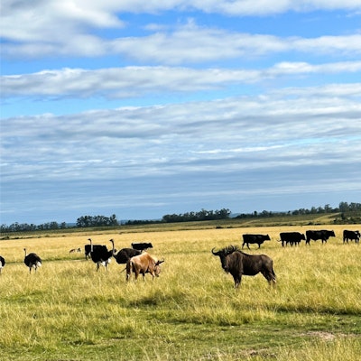 Wild animals roaming freely in the Plettenberg Bay Game Reserve