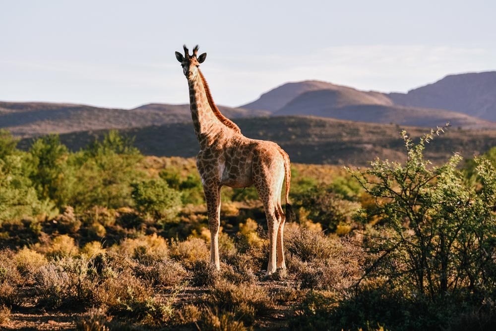 Mont Eco Game Reserve Giraffe