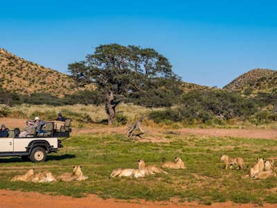 Tswalu Kalahari Reserve Game Drive