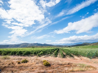 Fossil Hills Vineyards