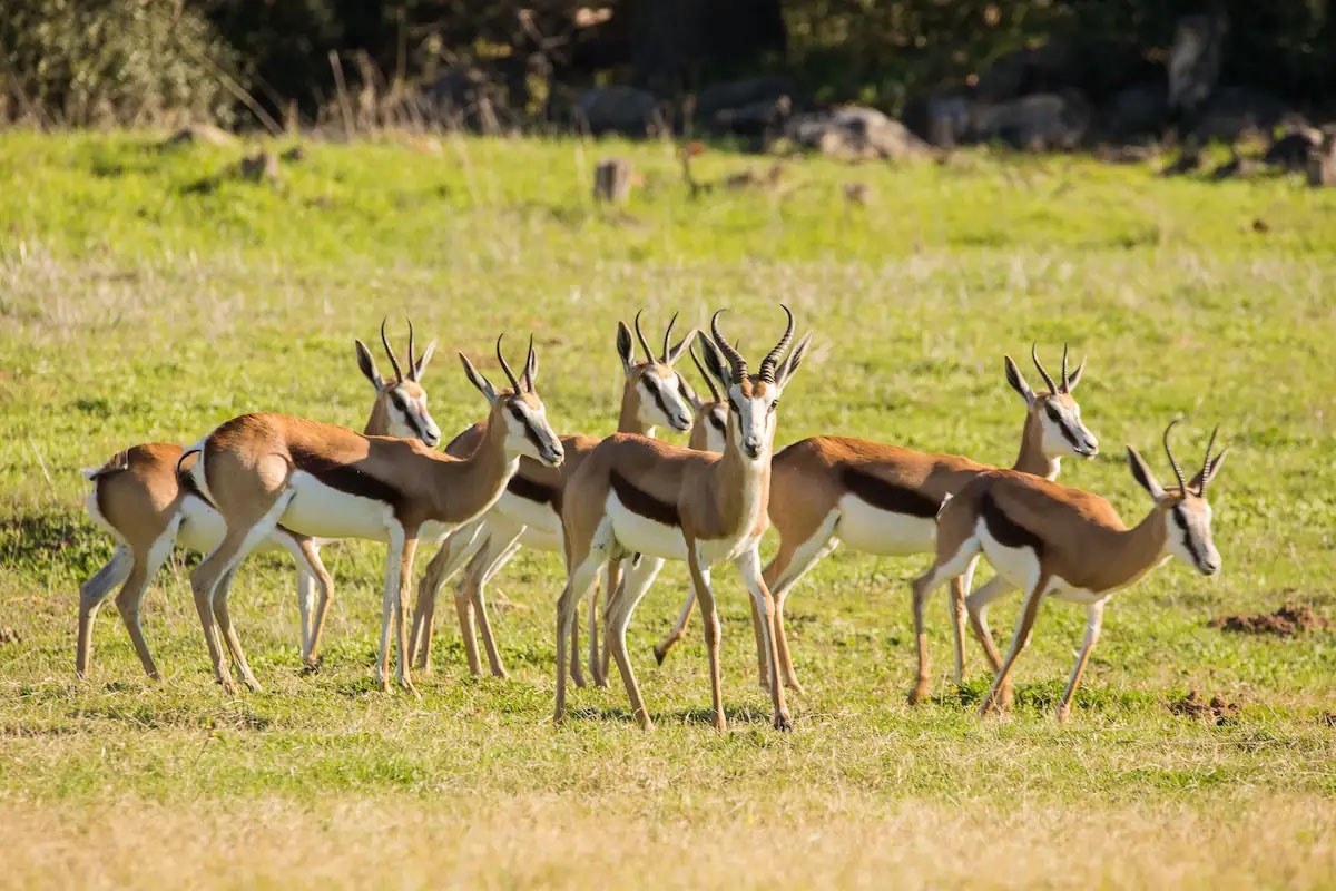 Tulbagh Mountain Cabin Springboks