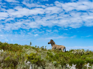 Simbavati Fynbos on Sea 