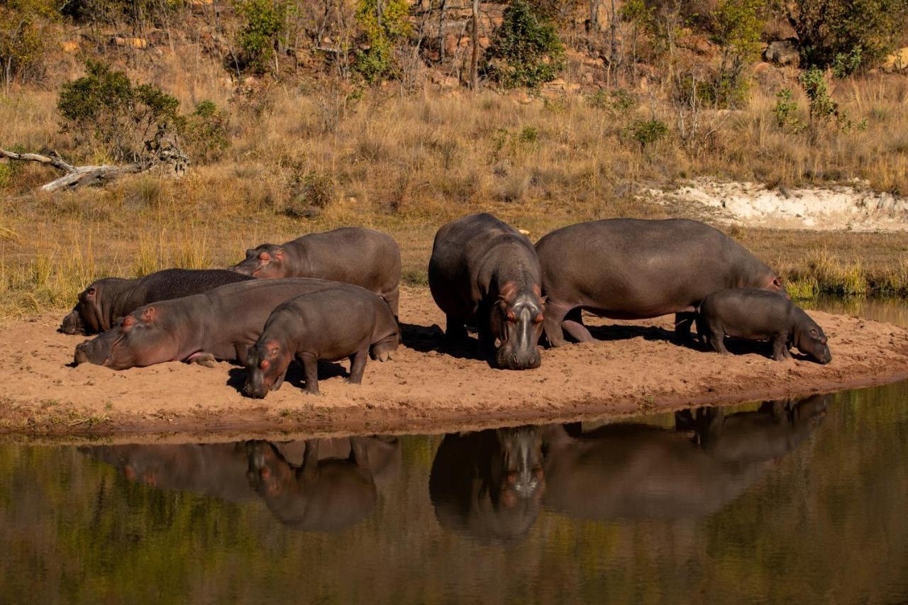 Elephants Crossing Hippos