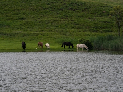 Montusi Mountain Lodge Horses