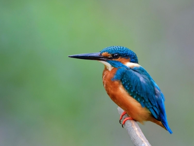  The Leadwood Safari Company Kingfisher