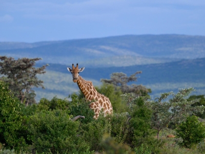 Bontle Lodge Giraffe