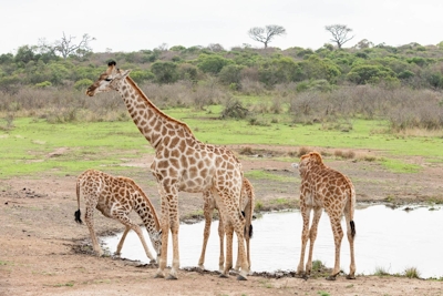 Rhino Ridge Safari Lodge Giraffes