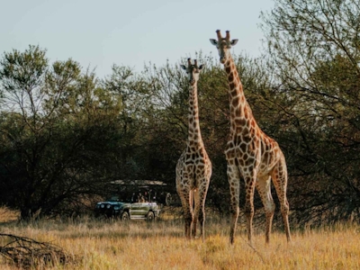 AfriCamps Waterberg Game Viewing