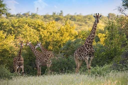 Mountain View Safari Lodge Game Viewing