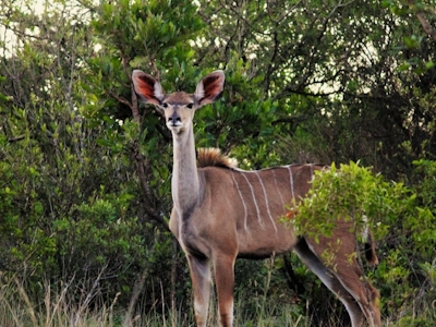 Graceland Eco Retreat Kudu