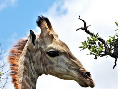 Graceland Eco Retreat Giraffe