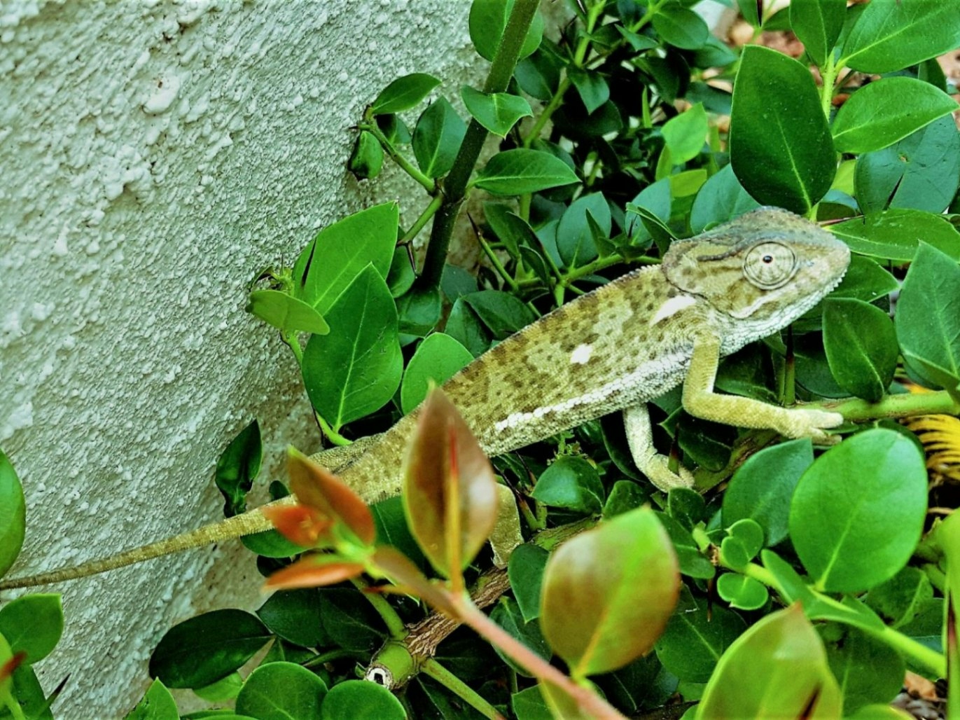 Graceland Eco Retreat Chameleon