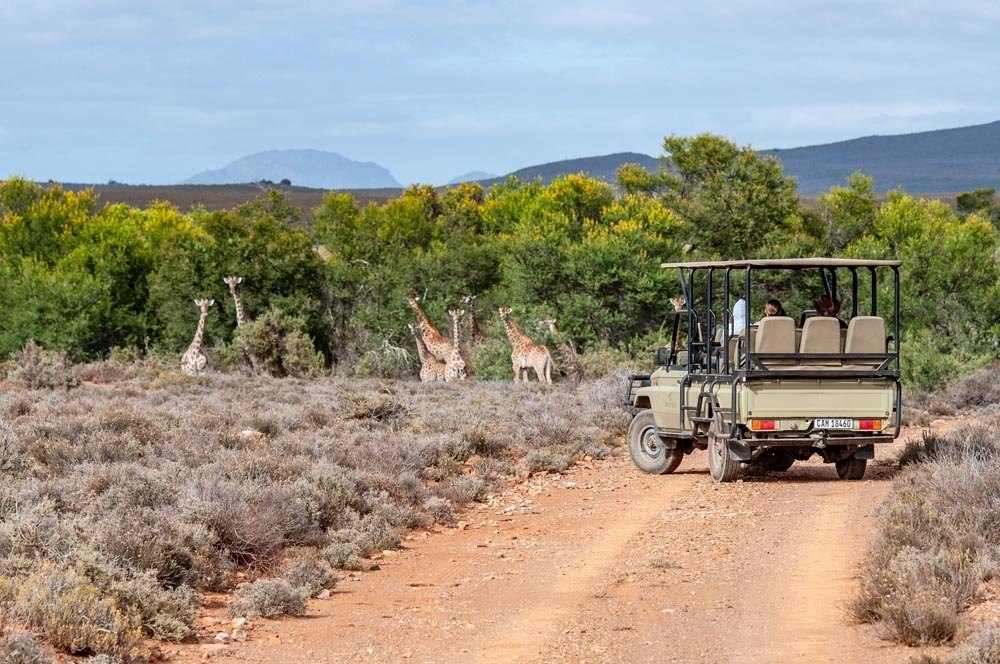 Mont Eco Game Reserve Game Drives