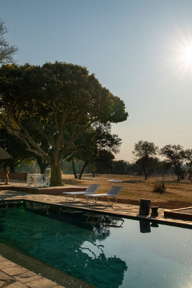 Zebras Crossing Swimming Pool