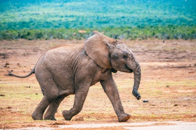 Hitgeheim Country Lodge Elephant