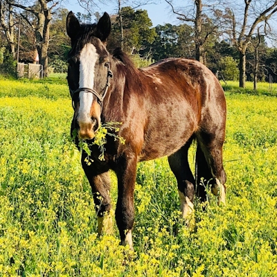 Camissa Farm Horse