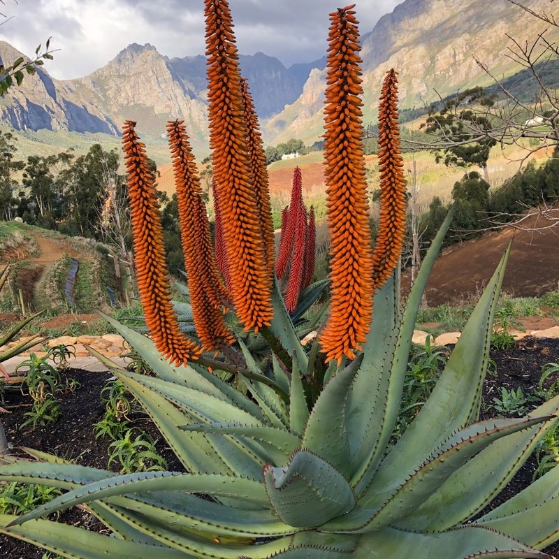 Camissa Farm Vegetation