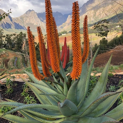 Camissa Farm Vegetation