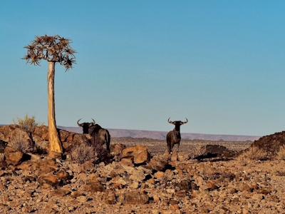 Tutwa Desert Lodge Wildebeest