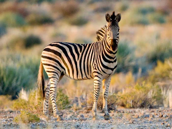 Tutwa Desert Lodge Zebra