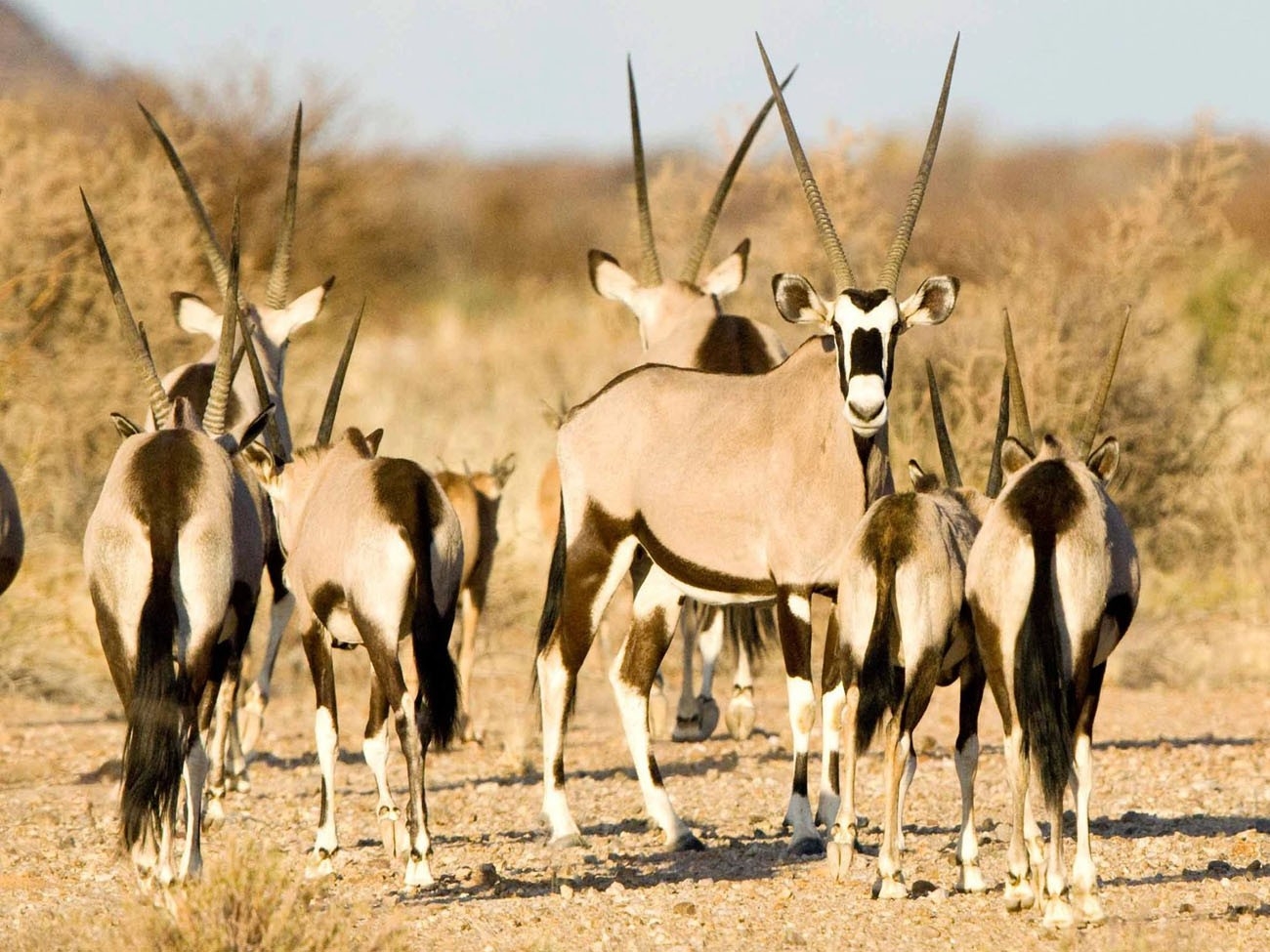 Tutwa Desert Lodge Oryx