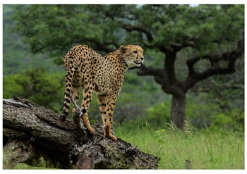 Rhino Sands Safari Camp Cheetah
