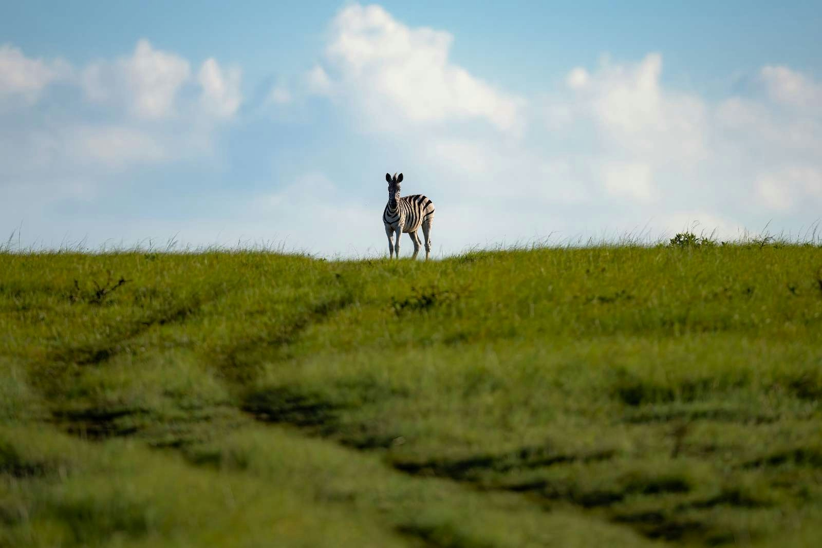 Babanango Madwaleni River Lodge Zebra