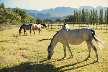 Boschendal Cow Shed Cottage Horses