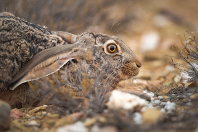 Roam Safari Lodge Hare