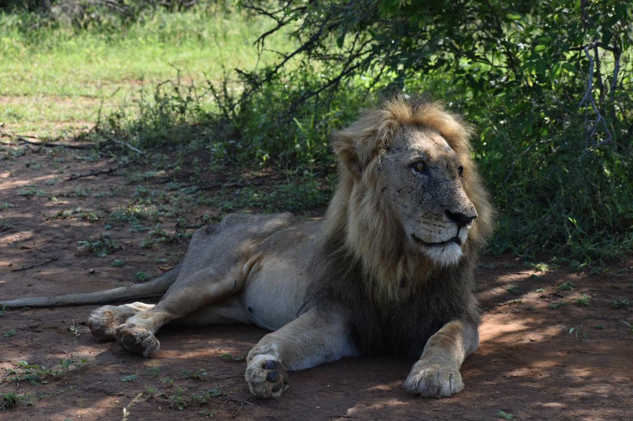 Bundox Explorer Camp: A Glamping Safari in The Greater Kruger ...