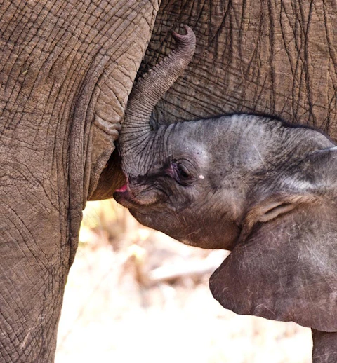 mFulaWozi Wilderness Biyela Lodge Elephant Calf