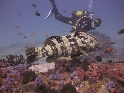 Bahia Mar Scuba Diving